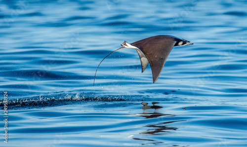 Fotografiet Mobula ray jumping out of the water