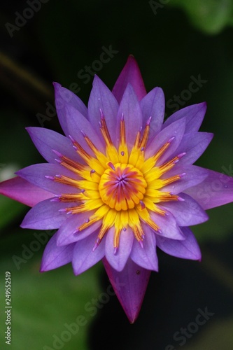 Beautiful lotus in the pond with nature