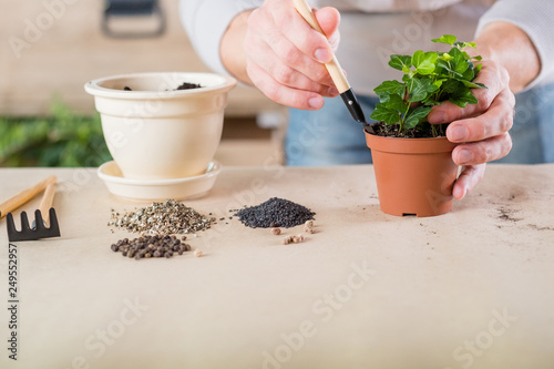 Apartment gardening. Man engaged in potting plant. Houseplant with soil and garden tools.