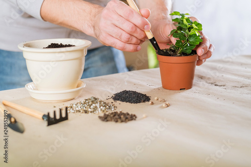 Spring home plant repotting. Indoor garden care. Man engaged in houseplant transplantation.