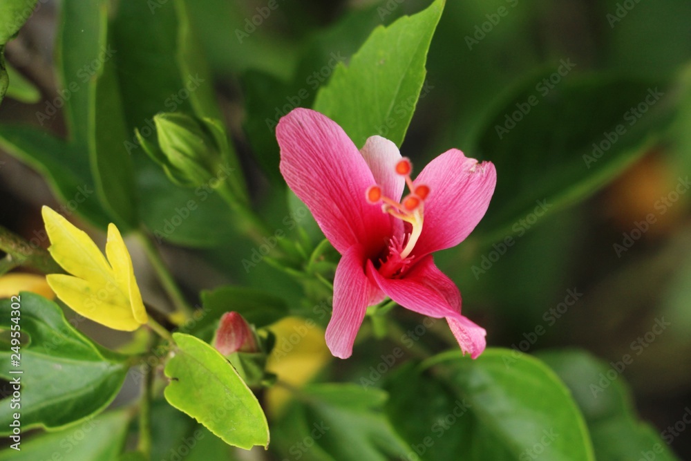 Hibiscus flower at beautiful in the nature