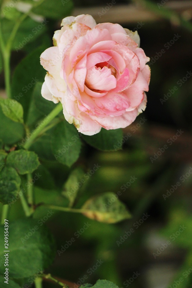 Beautiful roses is blooming in the garden Beautiful roses is blooming in the garden