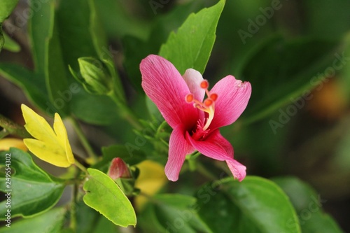 Hibiscus flower at beautiful in the nature