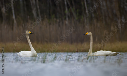 Male and female whooper swans swim together against each other on big scenic lake in spring