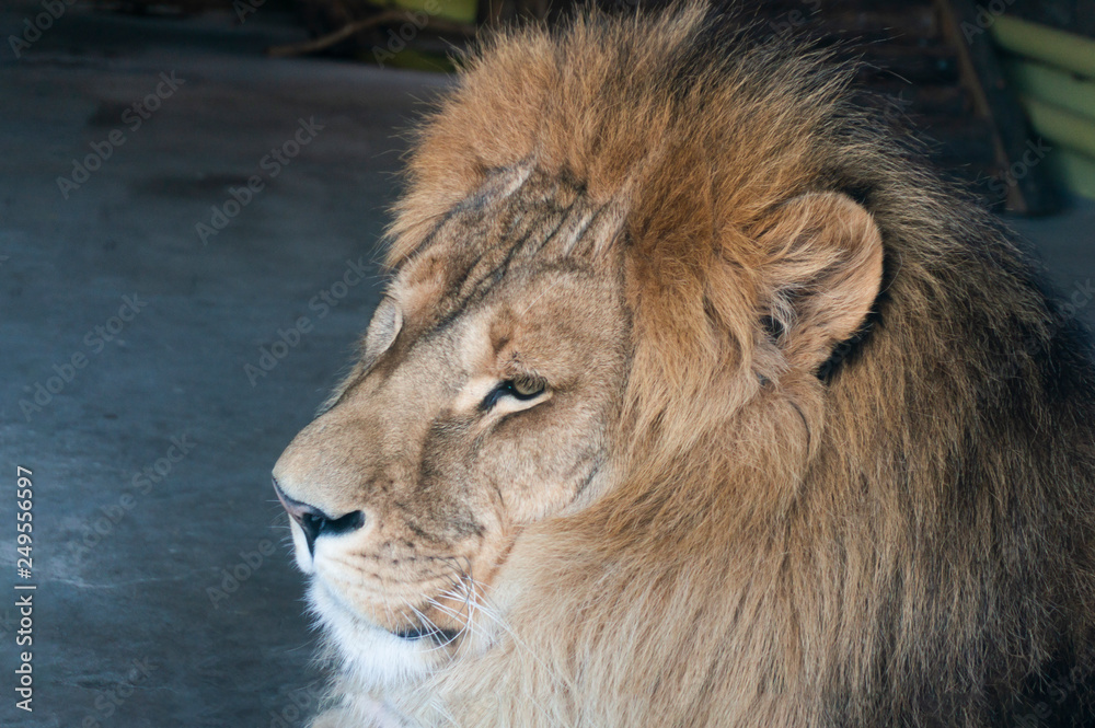 close-up of an African lion
