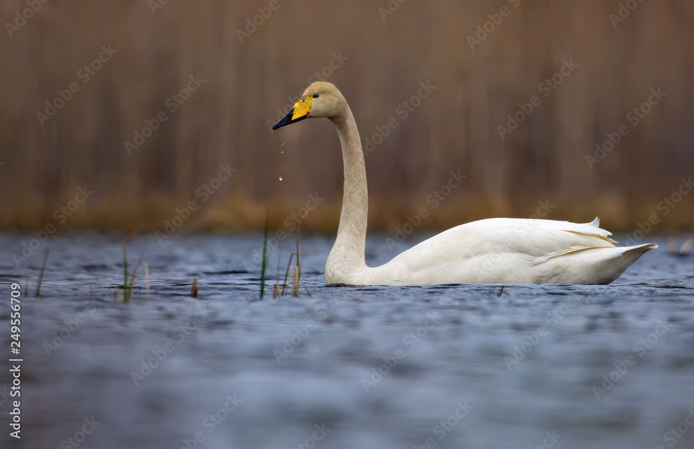 Adult Whooper swan swims on lake surface with water droplets falling from his beak Adult Whooper swan swims on lake surface with water droplets falling from his beak