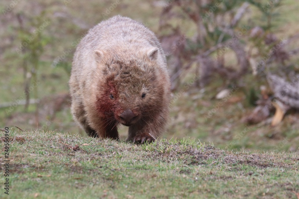 Wombat (Vombatus ursinus) Wombat (Vombatus ursinus)