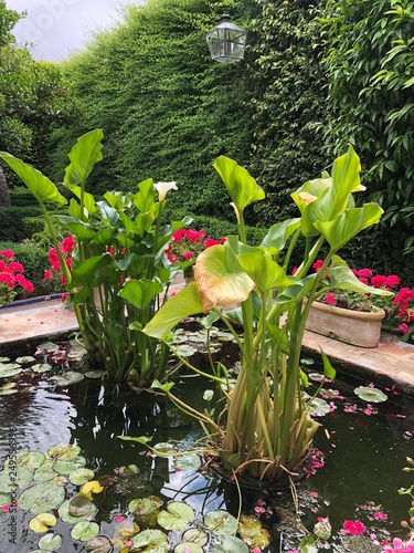 Lago flor plata acuática 
