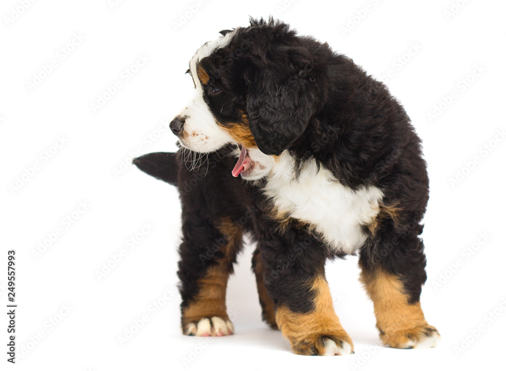 little bernese mountain dog puppy little bernese mountain dog puppy