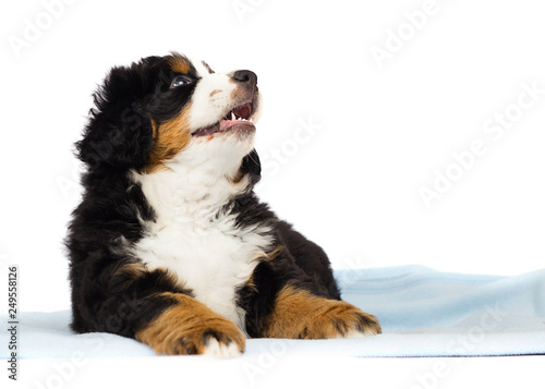 little bernese mountain dog puppy