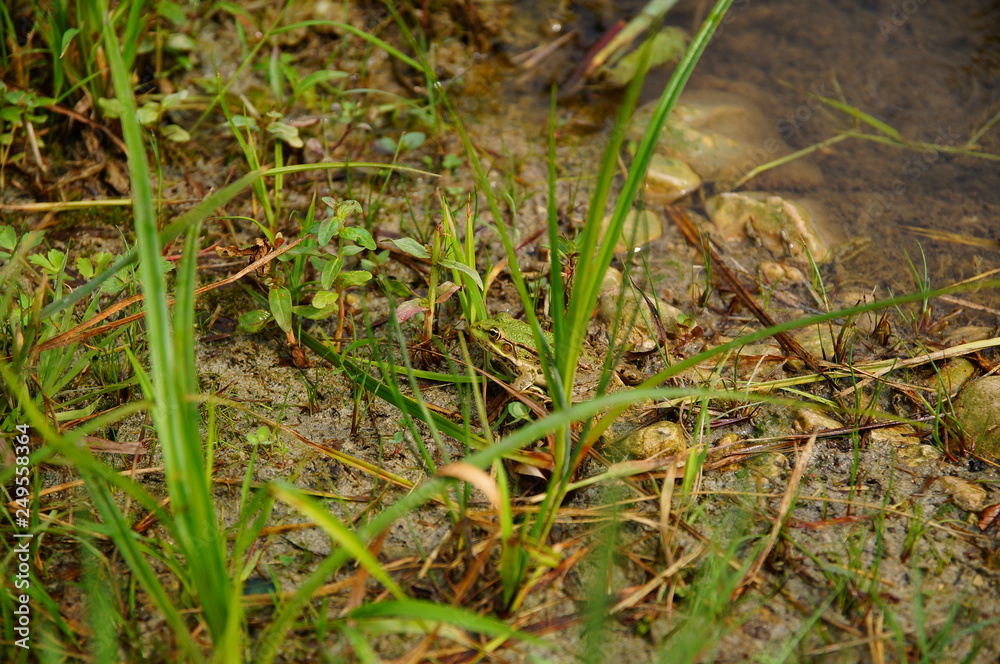 Green frog hid in the green grass Green frog hid in the green grass