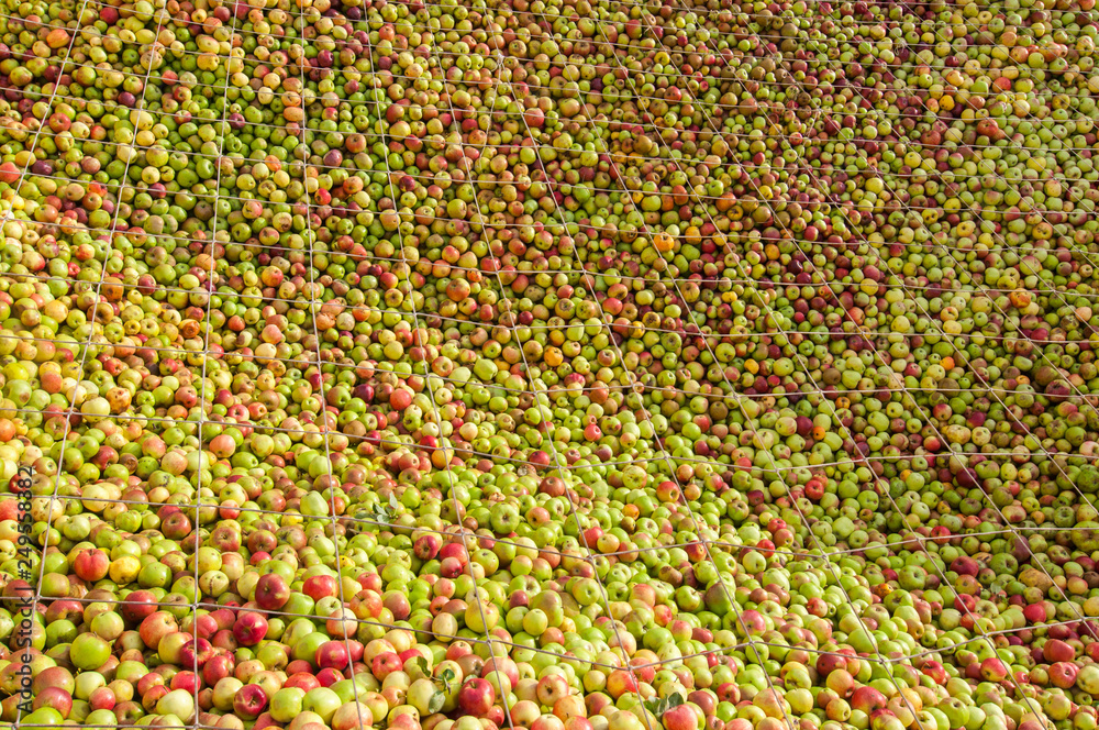 Bunte Äpfelmassen nach der Ernte vor der Verarbeitung Bunte Äpfelmassen nach der Ernte vor der Verarbeitung
