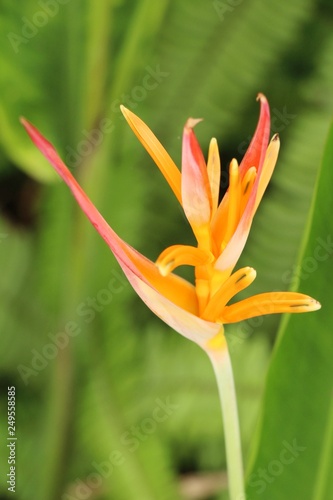 Bird of paradise flower in the nature