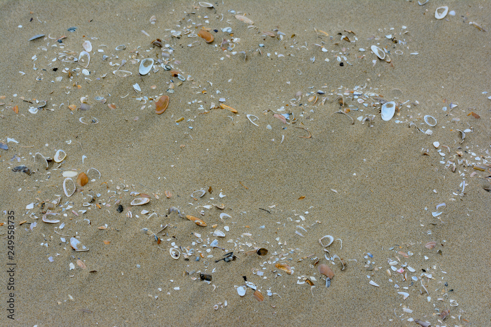 Muscheln am Strand- Hintgergrund Muscheln am Strand- Hintgergrund