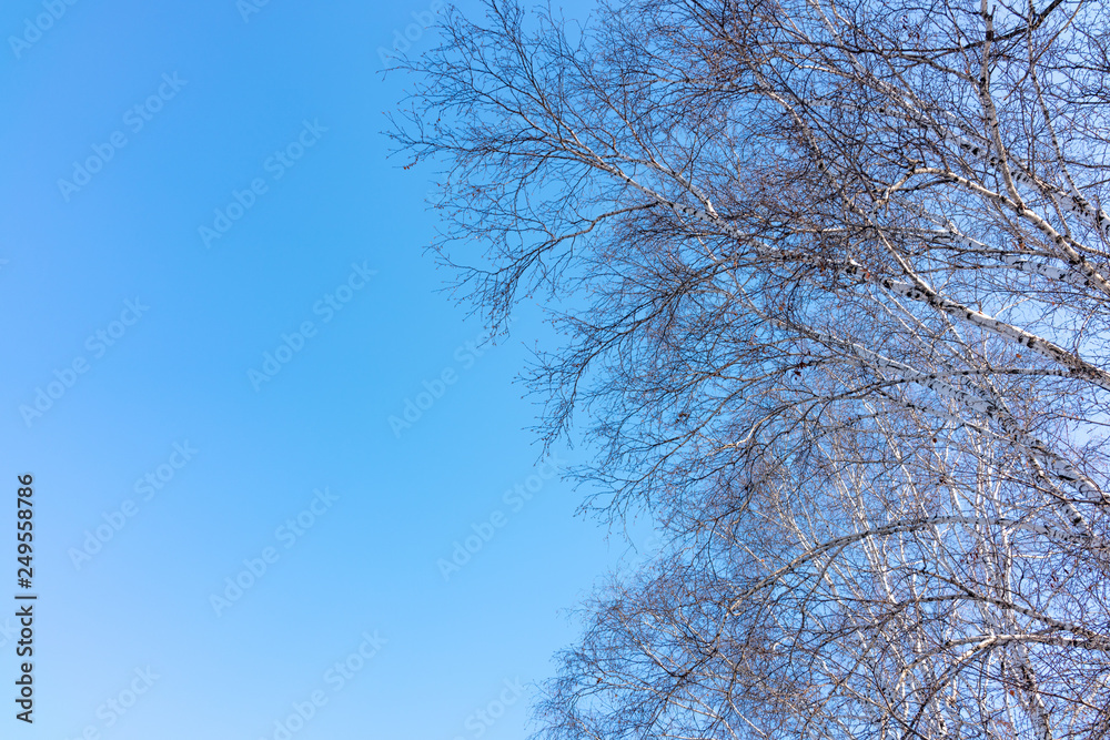 Thin branches of a birch on a clear winter day against a blue sky. Thin branches of a birch on a clear winter day against a blue sky.