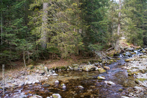 Rivière des Alpes en forêt