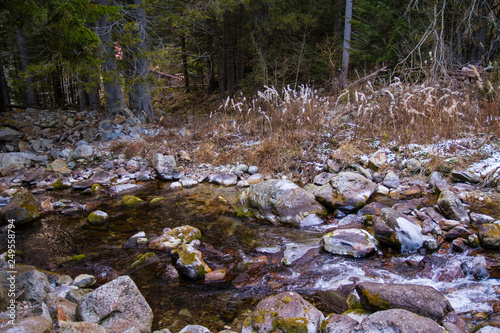 Rivière des Alpes en forêt