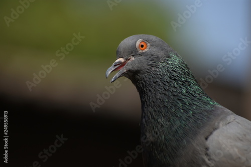the pigeon looking forward with open beak. it seems the bird wants to speak something.