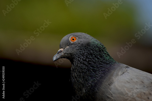 A pigeon looking forward in a lazy day