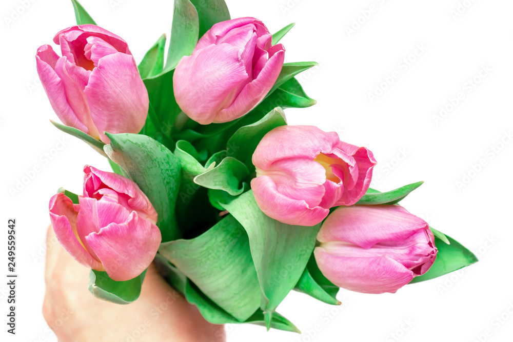 A hand holding a bouquete of spring flowers pink tulips in hands as a gift on woman's or mother's day