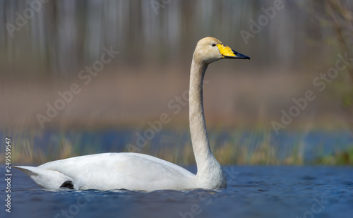 Close shot of adult Whooper swan swimming in saturated colored water of spring pond