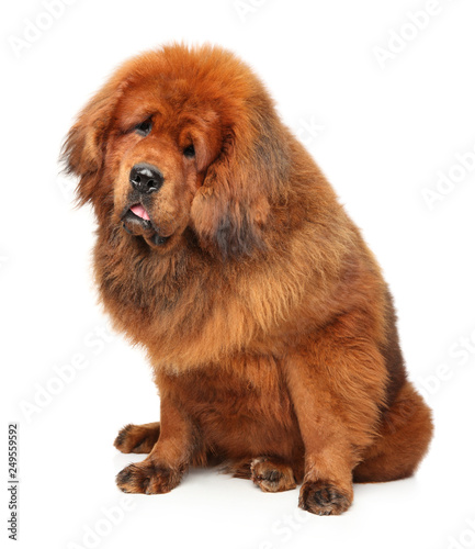 Portrait of huge Red Tibetan Mastiff © jagodka