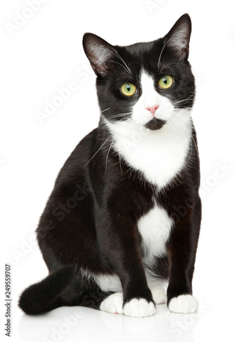 Close-up of a black and white house cat