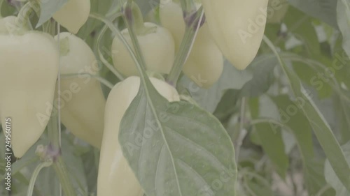 Pepper plant with many white peppers in a greenhouse. Close Up, vertical panorama, raw ungraded footage 4k, s-log photo