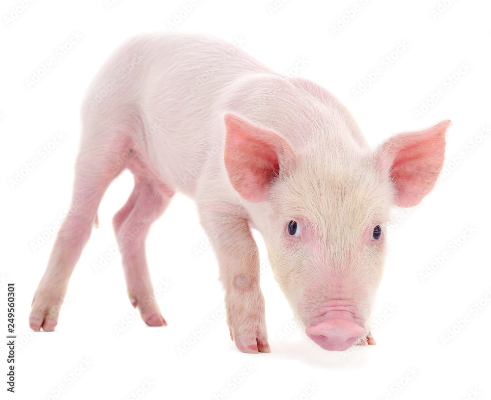 Pig on white Pig on white