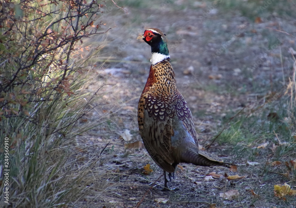 Fototapeta premium il fagiano curioso.