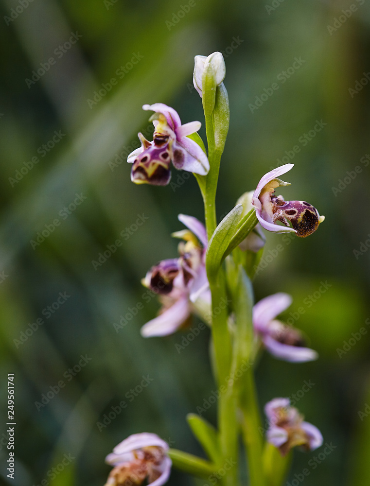 Wild rare bee orchid blooming in mediterranean area at spring Wild rare bee orchid blooming in mediterranean area at spring