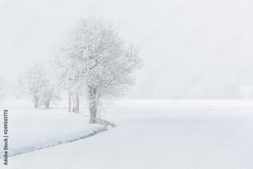 Fototapeta premium Bäume im Nebel mit Raureif bedeckt