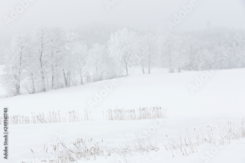 Winterlandschaft im Nebel in Bayern, Deutschland