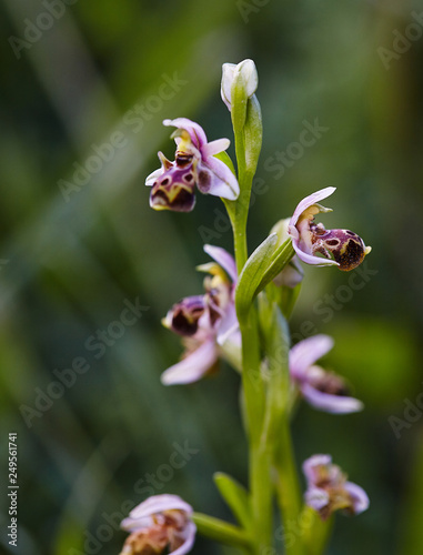 Wild rare bee orchid blooming in mediterranean area at spring