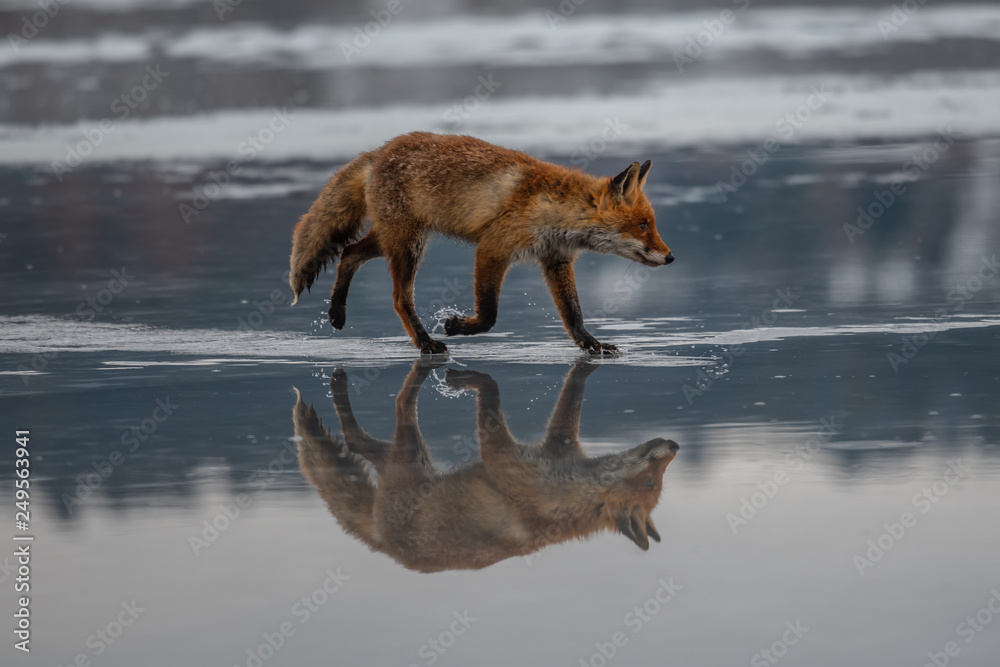 Fototapeta premium Red fox (Vulpes vulpes) with a bushy tail hunting in the snow in winter in Algonquin Park in Canada