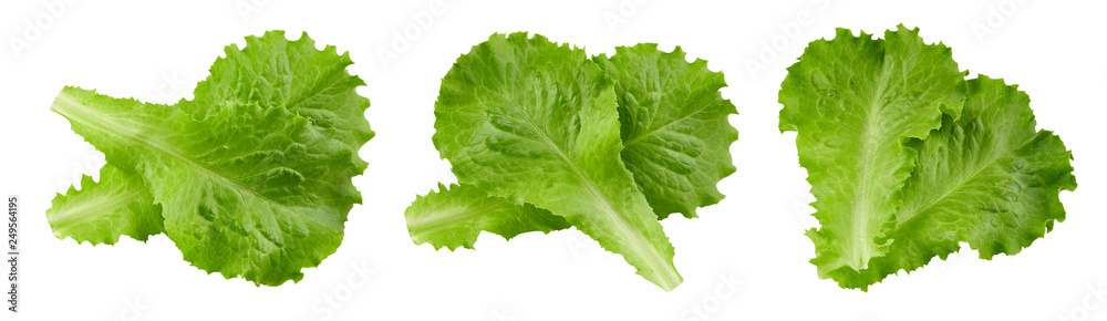 lettuce leaves Clipping Path lettuce leaves Clipping Path