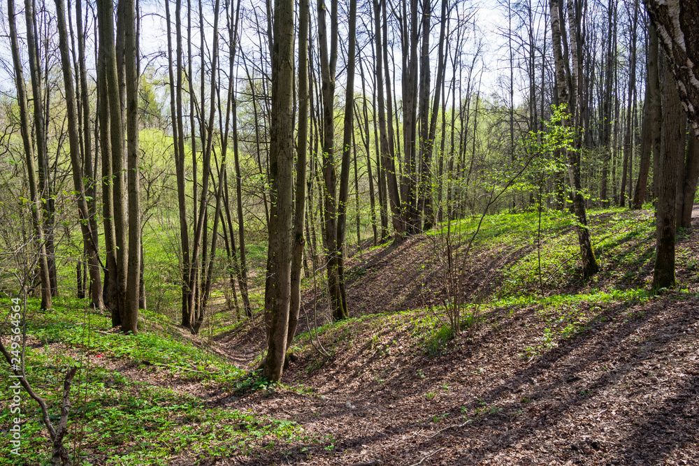 A small ravine in the spring forest. A small ravine in the spring forest.