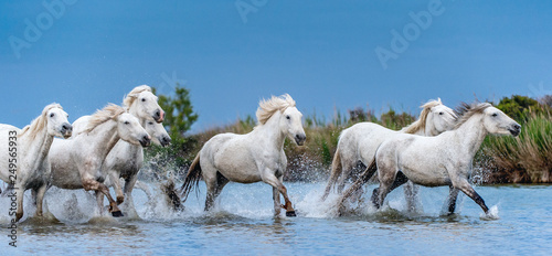 White Camargue Horses galloping on the water.