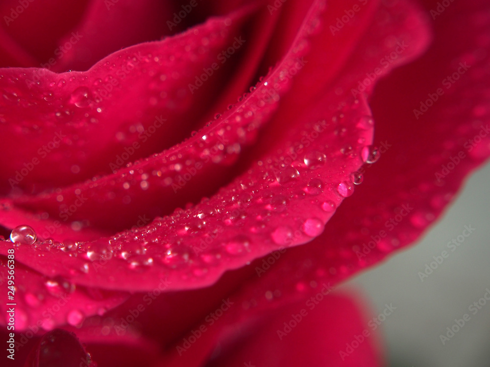Red rose Bud. Flower petals are covered with water droplets. Red rose Bud. Flower petals are covered with water droplets.
