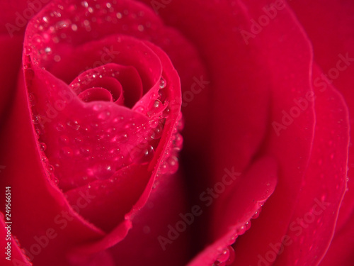 Red rose Bud. Flower petals are covered with water droplets.