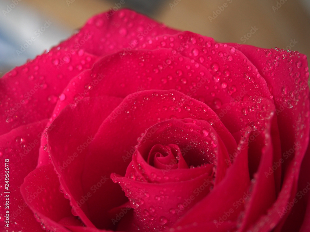 Red rose Bud. Flower petals are covered with water droplets.