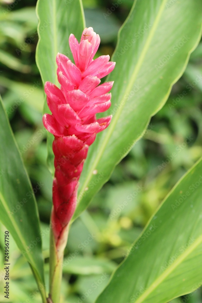 Red ginger or zingiberaceae with the nature Red ginger or zingiberaceae with the nature