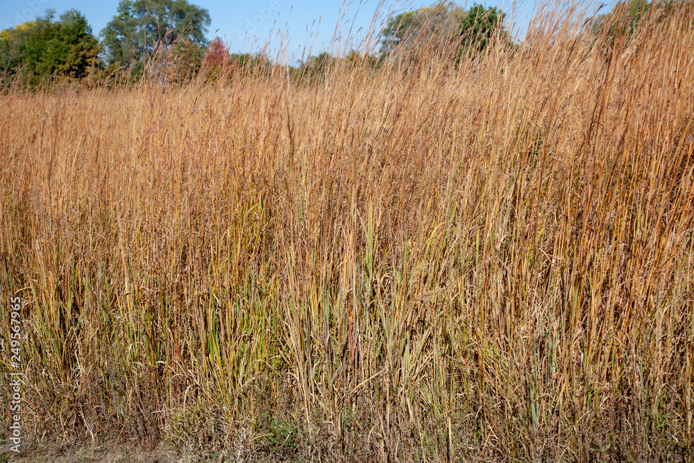 Obraz premium Prairie Grass in the Fall 