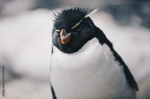 Close up of a Southern Rockhopper Penguin - Eudyptes Chrysocome