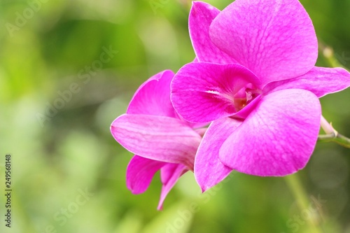 Orchid flower at beautiful in the nature