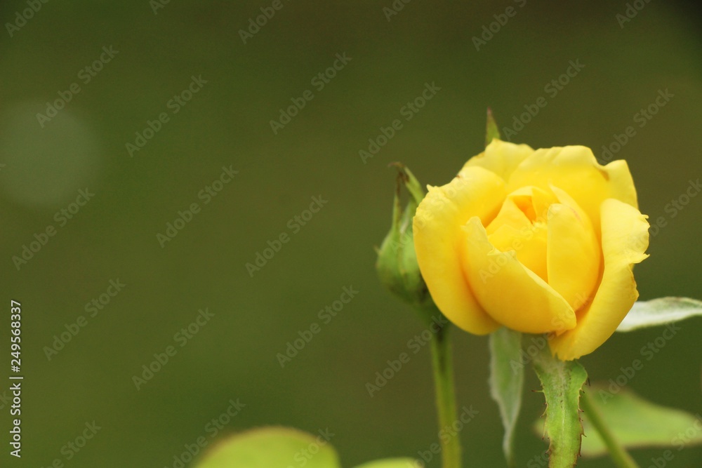 Beautiful roses is blooming in the garden Beautiful roses is blooming in the garden