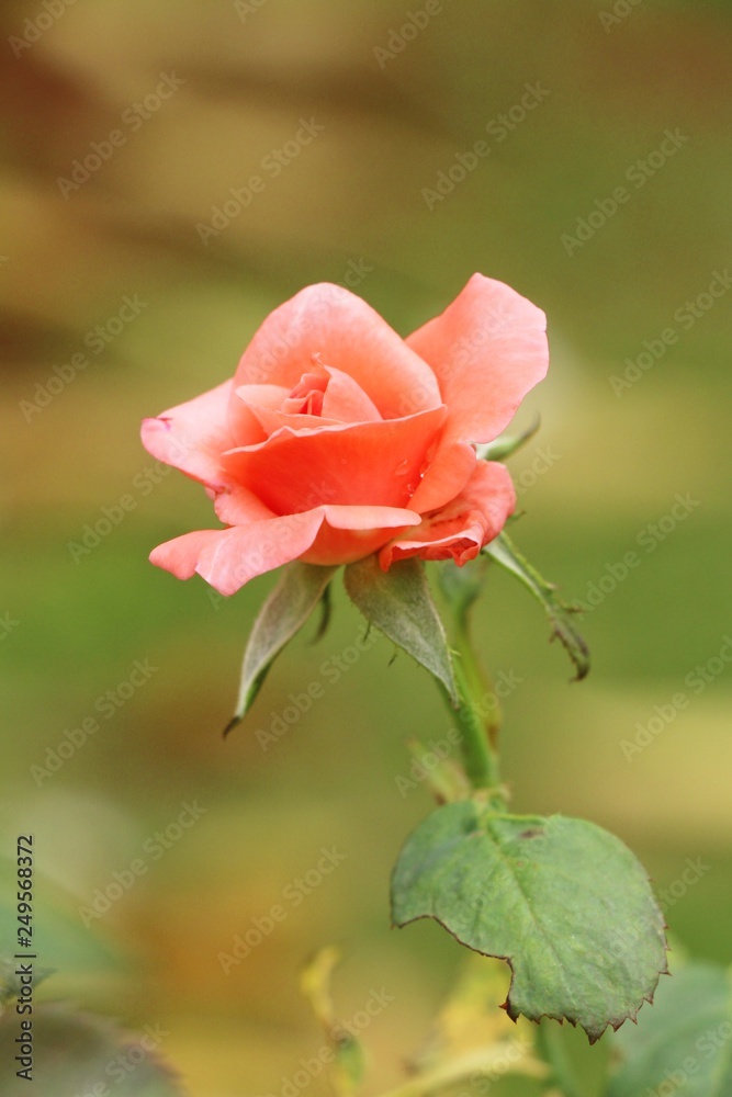 Beautiful roses is blooming in the garden Beautiful roses is blooming in the garden