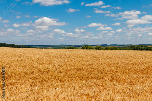Field of ripe golden wheat