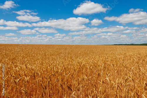 Field of ripe golden wheat