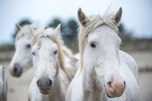 Fototapeta Naklejka Na Ścianę i Meble -  Close up Group Portrait of the White Camargue Horses.